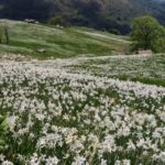 Sagra del narciso 2019 - Castelnuovo Nigra