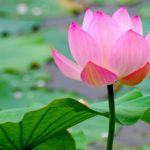 Al far della sera sul sentiero dei Fiori di Loto