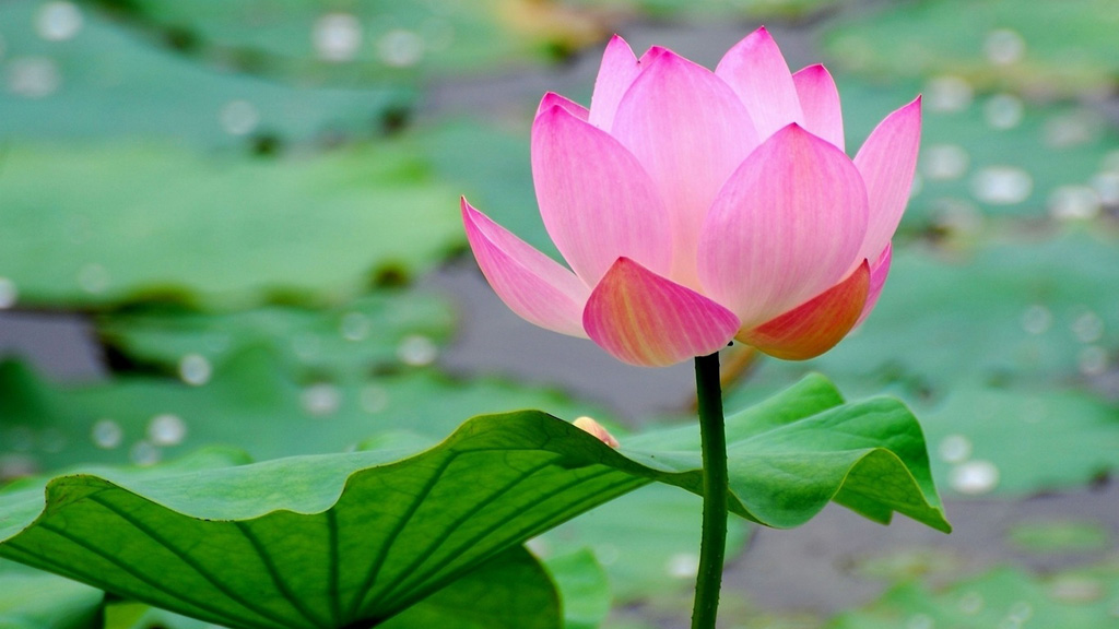 Al far della sera sul sentiero dei Fiori di Loto