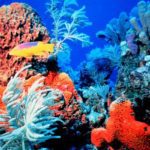 In fondo al Mar - Laboratorio per bambini