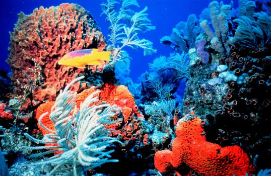 In fondo al Mar - Laboratorio per bambini