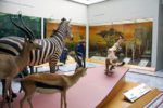 Museo di Storia Naturale Faraggiana Ferrandi – Novara