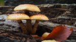 Museo del Fungo e di Scienze Naturali – Boves